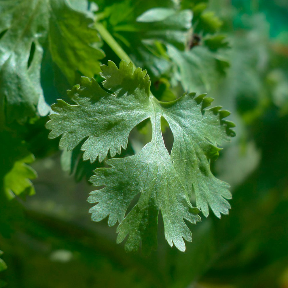 Culture de légumes rustiques en bretagne - finistère sud à plomeur (29) Ty Tropik